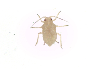  ( - MpKt3)  @13 [ ] Unspecified (default): All Rights Reserved (2016) International Centre of Insect Physiology and Ecology International Centre of Insect Physiology and Ecology