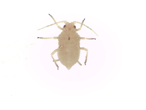 ( - MpKt3)  @13 [ ] Unspecified (default): All Rights Reserved (2016) International Centre of Insect Physiology and Ecology International Centre of Insect Physiology and Ecology