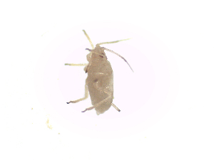  ( - MpKt3)  @13 [ ] Unspecified (default): All Rights Reserved (2016) International Centre of Insect Physiology and Ecology International Centre of Insect Physiology and Ecology