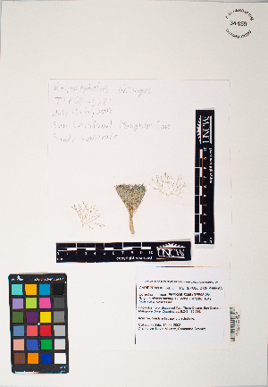  (Rhipocephalus - TFP08_0281)  @11 [ ] by-nc-sa (2025) Maycol E. Madrid C. University of North Carolina, Wilmington