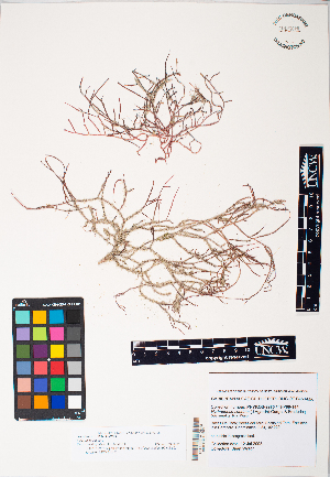  (Gracilaria caudata - TFP08_0144)  @11 [ ] by-nc-sa (2025) Maycol E. Madrid C. University of North Carolina, Wilmington