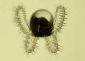  (Nerita funiculata - RCPBTA0026)  @11 [ ] Copyright (2020) Unspecified Smithsonian Institution