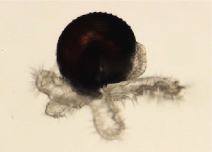  (Macrocypraea cervinetta - RCPBTA0144)  @11 [ ] CreativeCommons - Attribution Share-Alike (2020) Unspecified Smithsonian Institution