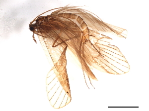  ( - 10ABCAD-005)  @12 [ ] CreativeCommons - Attribution (2010) CBG Photography Group Centre for Biodiversity Genomics