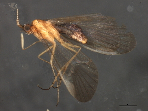  ( - 08ABCAD-0254)  @12 [ ] CreativeCommons - Attribution (2009) CBG Photography Group Centre for Biodiversity Genomics