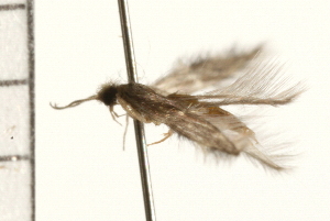  ( - 08ABCAD-0222)  @12 [ ] CreativeCommons - Attribution (2008) CBG Photography Group Centre for Biodiversity Genomics