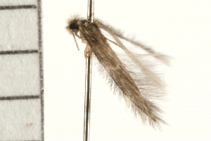  ( - 08ABCAD-0224)  @12 [ ] CreativeCommons - Attribution (2008) CBG Photography Group Centre for Biodiversity Genomics