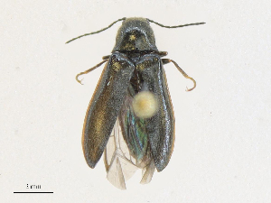  ( - CBG-A21631-D01)  @11 [ ] CreativeCommons - Attribution Share - Alike (2024) CBG Photography Group Centre for Biodiversity Genomics