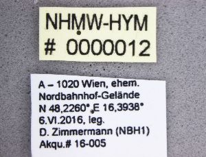  ( - NHMW-HYM 12)  @12 [ ] CreativeCommons  Attribution Non-Commercial (by-nc) (2017) Unspecified Natural History Museum Vienna