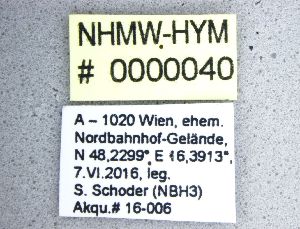  ( - NHMW-HYM 40)  @12 [ ] Unspecified (default): All Rights Reserved (2017) Unspecified Natural History Museum Vienna