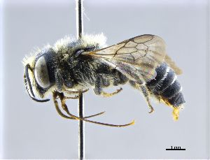  (Osmia bidentata - NHMW-HYM 155)  @15 [ ] Unspecified (default): All Rights Reserved (2017) Unspecified Natural History Museum Vienna