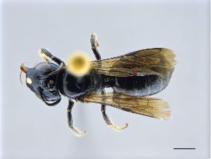  ( - NHMW-HYM 402)  @13 [ ] CreativeCommons  Attribution Non-Commercial (by-nc) (2017) Unspecified Natural History Museum Vienna