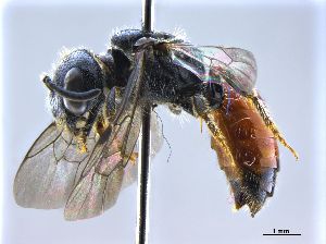  (Sphecodes monilicornis - NHMW-HYM 565)  @14 [ ] Unspecified (default): All Rights Reserved (2017) Unspecified Natural History Museum Vienna