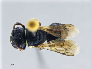  ( - NHMW-HYM 583)  @13 [ ] Unspecified (default): All Rights Reserved (2017) Unspecified Natural History Museum Vienna