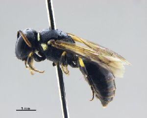  ( - NHMW-HYM 583)  @13 [ ] Unspecified (default): All Rights Reserved (2017) Unspecified Natural History Museum Vienna