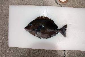  (Prionurus scalprum - NIZ4)  @12 [ ] Unspecified (default): All Rights Reserved  Unspecified Unspecified