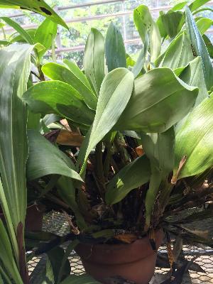  (Dendrobium forbesii - ORDNA00851)  @11 [ ] Copyright (2019) Unspecified Atlanta Botanical Garden