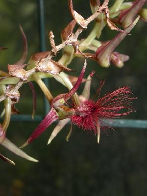  (Bulbophyllum barbigerum - BB79)  @11 [ ] Copyright (2019) Unspecified Atlanta Botanical Garden