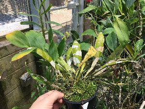  (Dendrobium compressum - ORDNA00853)  @11 [ ] Copyright (2019) Unspecified Atlanta Botanical Garden