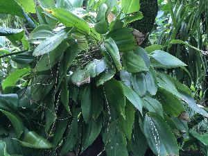  (Porroglossum aureum - ORDNA00794)  @11 [ ] Copyright (2019) Unspecified Atlanta Botanical Garden
