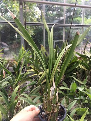  (Encyclia aspera - ORDNA00873)  @11 [ ] Copyright (2019) Unspecified Atlanta Botanical Garden