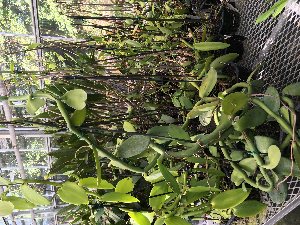  (Vanilla imperialis - ORDNA00739)  @11 [ ] Copyright (2019) Unspecified Atlanta Botanical Garden