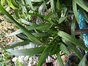  (Maxillaria coccinea - ORDNA00843)  @11 [ ] Copyright (2019) Unspecified Atlanta Botanical Garden