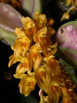 (Bulbophyllum crassipes - ORDNA00152)  @11 [ ] Copyright (2019) Unspecified Atlanta Botanical Garden