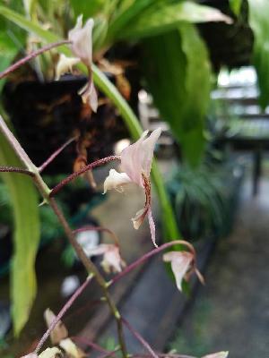  (Gongora aromatica - ORDNA00074)  @11 [ ] Copyright (2019) Unspecified Atlanta Botanical Garden