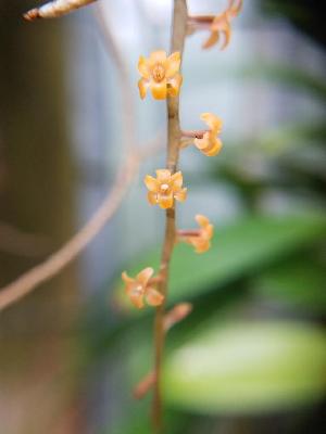  (Microterangis hariotiana - BB70)  @11 [ ] Copyright (2019) Unspecified Atlanta Botanical Garden