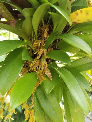  (Pabstiella tripterantha - ORDNA00208)  @11 [ ] Copyright (2019) Unspecified Atlanta Botanical Garden
