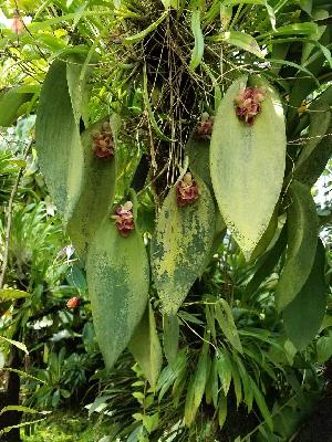  (Pleurothallis cyanea - BB23)  @11 [ ] Copyright (2019) Unspecified Atlanta Botanical Garden