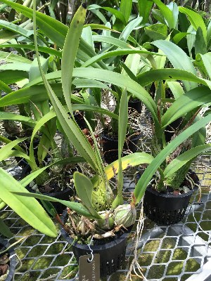  (Encyclia parviflora - ORDNA00872)  @11 [ ] Copyright (2019) Unspecified Atlanta Botanical Garden