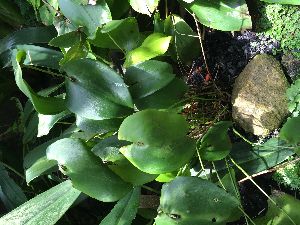  (Pleurothallis cardiothallis - ORDNA00832)  @11 [ ] Copyright (2019) Unspecified Atlanta Botanical Garden