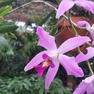  (Laelia anceps - ORDNA00887)  @11 [ ] Copyright (2019) Unspecified Atlanta Botanical Garden