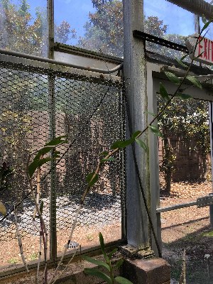  (Dendrobium mutabile - ORDNA00855)  @11 [ ] Copyright (2019) Unspecified Atlanta Botanical Garden