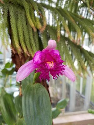  (Sobralia bouchei - BB22)  @11 [ ] Copyright (2019) Unspecified Atlanta Botanical Garden