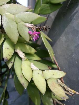 (Dendrobium rosellum - BB81)  @11 [ ] Copyright (2019) Unspecified Atlanta Botanical Garden
