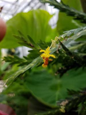  (Lockhartia tenuiflora - BB13)  @11 [ ] Copyright (2019) Unspecified Atlanta Botanical Garden