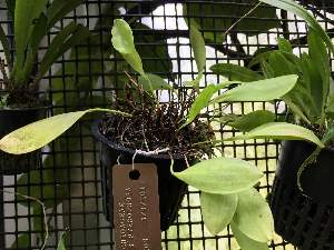  (Pleurothallis pterophora - ORDNA00770)  @11 [ ] Copyright (2019) Unspecified Atlanta Botanical Garden