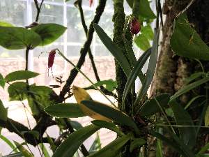  (Masdevallia amplexa - ORDNA00814)  @11 [ ] Copyright (2019) Unspecified Atlanta Botanical Garden