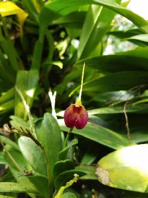  (Masdevallia amplexa - ORDNA00814)  @11 [ ] Copyright (2019) Unspecified Atlanta Botanical Garden