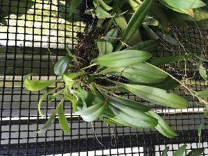  (Scaphosepalum anchoriferum - ORDNA00761)  @11 [ ] Copyright (2019) Unspecified Atlanta Botanical Garden