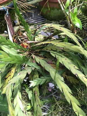  (Dendrobium reflexitepalum - ORDNA00859)  @11 [ ] Copyright (2019) Unspecified Atlanta Botanical Garden