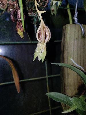  (Promenaea - BB29)  @11 [ ] Copyright (2019) Unspecified Atlanta Botanical Garden