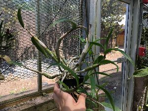  (Dendrobium johannis - ORDNA00854)  @11 [ ] Copyright (2019) Unspecified Atlanta Botanical Garden