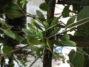  (Porroglossum merinoi - ORDNA00823)  @11 [ ] Copyright (2019) Unspecified Atlanta Botanical Garden