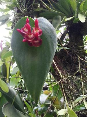  (Pleurothallis calceolaris - BB21)  @11 [ ] Copyright (2019) Unspecified Atlanta Botanical Garden