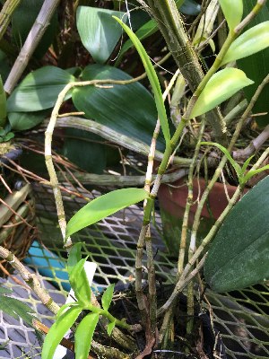  (Dendrobium antennatum - ORDNA00860)  @11 [ ] Copyright (2019) Unspecified Atlanta Botanical Garden