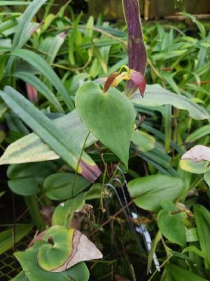  (Pleurothallis latipetala - BB72)  @11 [ ] Copyright (2019) Unspecified Atlanta Botanical Garden